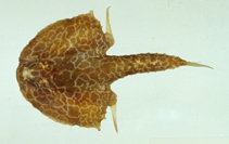 To FishBase images (<i>Halicmetus reticulatus</i>, Chinese Taipei, by Ho, H.-C.)