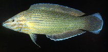 To FishBase images (<i>Halichoeres richmondi</i>, Micronesia, by Randall, J.E.)