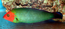 To FishBase images (<i>Halichoeres rubricephalus</i>, Indonesia, by Tanaka, H.)