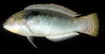 To FishBase images (<i>Halichoeres scapularis</i>, Mauritius, by Randall, J.E.)