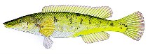 To FishBase images (<i>Haletta semifasciata</i>, by Yau, B.)