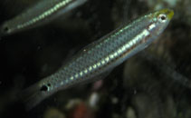 To FishBase images (<i>Halichoeres socialis</i>, Belize, by Randall, J.E.)