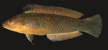 To FishBase images (<i>Halichoeres bleekeri</i>, Japan, by Randall, J.E.)