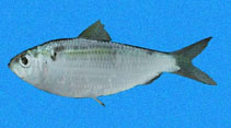 To FishBase images (<i>Harengula thrissina</i>, Panama, by Allen, G.R.)