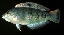 To FishBase images (<i>Halichoeres timorensis</i>, Sri Lanka, by Randall, J.E.)