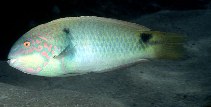 To FishBase images (<i>Halichoeres trimaculatus</i>, Norfolk I., by Randall, J.E.)