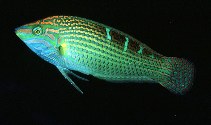 To FishBase images (<i>Halichoeres vrolikii</i>, Maldives, by Randall, J.E.)