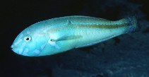 To FishBase images (<i>Halichoeres zeylonicus</i>, Maldives, by Randall, J.E.)