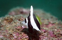 Image of Heniochus acuminatus (Pennant coralfish)