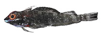 Image of Helcogramma albimacula (Whitespot triplefin)