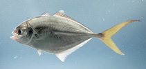 To FishBase images (<i>Hemicaranx amblyrhynchus</i>, by NOAA\NMFS\Mississippi Laboratory)