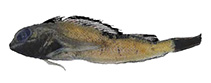 To FishBase images (<i>Helcogramma aquila</i>, Philippines, by Williams, J.T.)