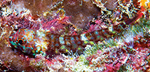 To FishBase images (<i>Helcogramma atauroensis</i>, Timor-Leste, by Erdmann, M.V.)
