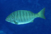 To FishBase images (<i>Hermosilla azurea</i>, Mexico, by Allen, G.R.)