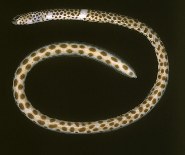 To FishBase images (<i>Heteroconger balteatus</i>, Saudi Arabia, by Randall, J.E.)