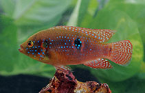To FishBase images (<i>Hemichromis bimaculatus</i>, Sri Lanka, by Ramani Shirantha)