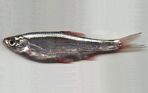 Image of Hemiculter bleekeri 
