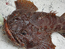To FishBase images (<i>Hemitripterus bolini</i>, USA, by Boyland, J.)