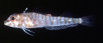 To FishBase images (<i>Helcogramma capidatum</i>, Marshall Is., by Randall, J.E.)
