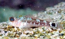 To FishBase images (<i>Tripterygion chilensis</i>, by Cáceres, R.)