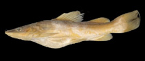 To FishBase images (<i>Hemibagrus chrysops</i>, by Ng, H.H.)