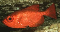 To FishBase images (<i>Heteropriacanthus cruentatus</i>, Japan, by Randall, J.E.)