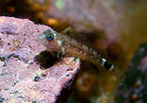 To FishBase images (<i>Helcogrammoides cunninghami</i>, Chile, by Palma, E.)