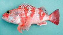 To FishBase images (<i>Helicolenus dactylopterus dactylopterus</i>, Azores Is., by Cambraia Duarte, P.M.N. (c)ImagDOP)