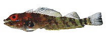 To FishBase images (<i>Helcogramma desa</i>, Viet Nam, by Winterbottom, R.)
