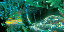 To FishBase images (<i>Hemigymnus fasciatus</i>, Papua New Guinea, by Randall, J.E.)