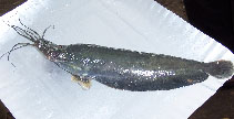 Image of Heteropneustes fossilis (Stinging catfish)