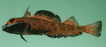 To FishBase images (<i>Helcogramma nesion</i>, Japan, by Randall, J.E.)