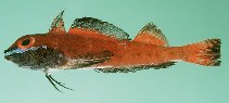 Image of Helcogramma fuscopinna (Blackfin triplefin)