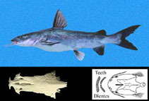To FishBase images (<i>Arius guatemalensis</i>, El Salvador, by Robertson, R.)