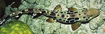 To FishBase images (<i>Hemiscyllium hallstromi</i>, Papua New Guinea, by Tonozuka, T.)