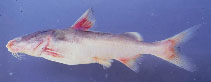 To FishBase images (<i>Arius harmandi</i>, Thailand, by WWF / Vidthayanon, C.)