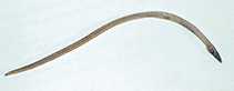 To FishBase images (<i>Hemerorhinus heyningi</i>, Indonesia, by Allen, G.R.)
