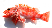 To FishBase images (<i>Helicolenus hilgendorfii</i>, Japan, by Shiina, M.)