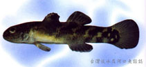 To FishBase images (<i>Hemigobius hoevenii</i>, Chinese Taipei, by The Fish Database of Taiwan)
