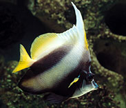 Image of Heniochus intermedius (Red Sea bannerfish)