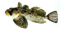 To FishBase images (<i>Hemilepidotus jordani</i>, Russia, by Orlov, A.)