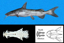 To FishBase images (<i>Arius kessleri</i>, Panama, by Robertson, R.)