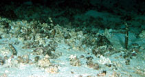 Image of Heteroconger klausewitzi (Galapagos garden eel)