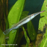 To FishBase images (<i>Hemirhamphodon kuekenthali</i>, by Aquaristikhaus)