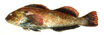 To FishBase images (<i>Hexagrammos lagocephalus</i>, Russia, by Orlov, A.)