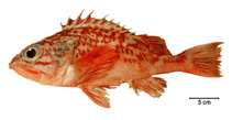 To FishBase images (<i>Helicolenus lahillei</i>, Brazil, by Fischer, L.G.)