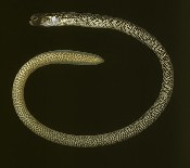 Image of Heteroconger lentiginosus (Masked garden eel)