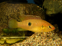 To FishBase images (<i>Hemichromis letourneuxi</i>, by Judy, T.)