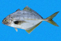 To FishBase images (<i>Hemicaranx leucurus</i>, Panama, by Robertson, R.)