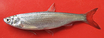 To FishBase images (<i>Hemiculter leucisculus</i>, Iran, by Abbasi, K.)